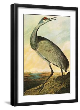 Sandhill Crane - Black Framed Art Print Wall Art, 12x18