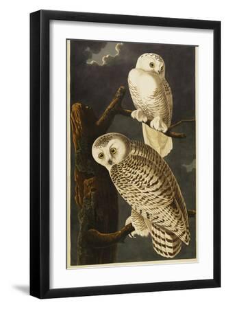 Snowy Owl - Black Framed Art Print Wall Art, 12x18