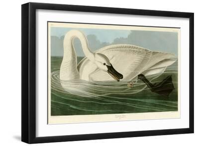 Trumpeter Swan - Black Framed Art Print Wall Art, 18x12
