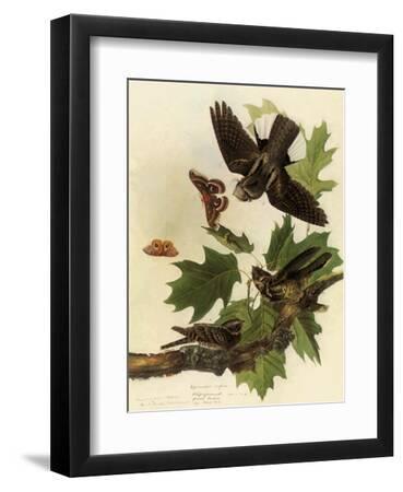 Whippoorwills - Black Framed Art Print Wall Art, 9x12