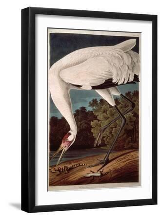 Whooping Crane, from "Birds of America" - Black Framed Art Print Wall Art, 12x18